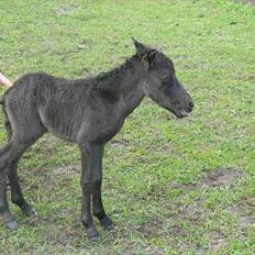 Miniature Prinsesse (solgt)