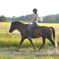 New Forest Elmholts L'amour