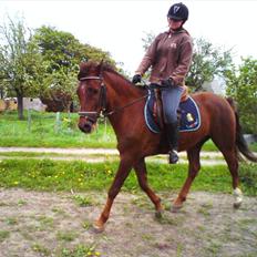 New Forest Elmholts L'amour