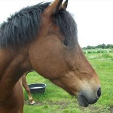 Anden særlig race Prinz