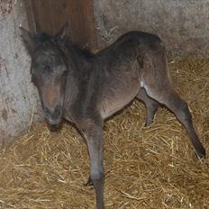 Anden særlig race Valbjerggaard´s Carisma
