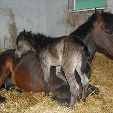 Anden særlig race Valbjerggaard´s Carisma
