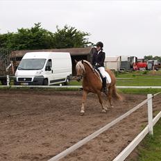 Haflinger Fanny *savnet*