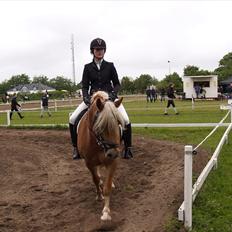 Haflinger Fanny *savnet*