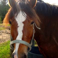 Knabstrupper Skyttegården´s Starlight