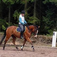 Knabstrupper Skyttegården´s Starlight