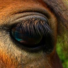 Knabstrupper Skyttegården´s Starlight