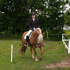 Haflinger Fanny *savnet*