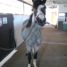 Anden særlig race Pandora - Låner 