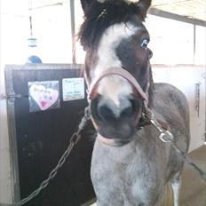 Anden særlig race Pandora - Låner 