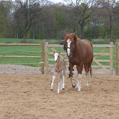 DSP Hemstoks Charmeur