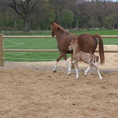 DSP Hemstoks Charmeur