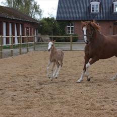 DSP Hemstoks Charmeur