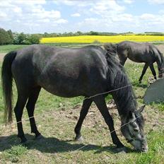 Anden særlig race fnuggi