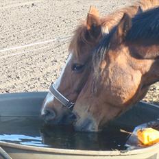 Anden særlig race Twiggie (Part)
