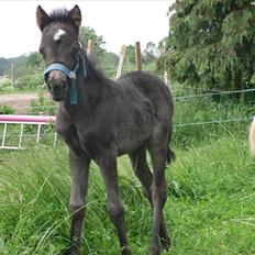 Anden særlig race Althea