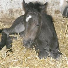 Anden særlig race Althea