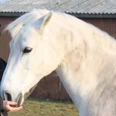 Anden særlig race smilla englehesten<3 R.I.P<3