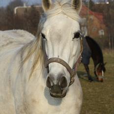 Anden særlig race smilla englehesten<3 R.I.P<3
