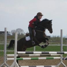 Tysk Sportspony Buschof - Solgt