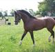 Welsh Pony af Cob-type (sec C) Rosengårdens Niam