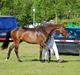 Trakehner Miss Marple