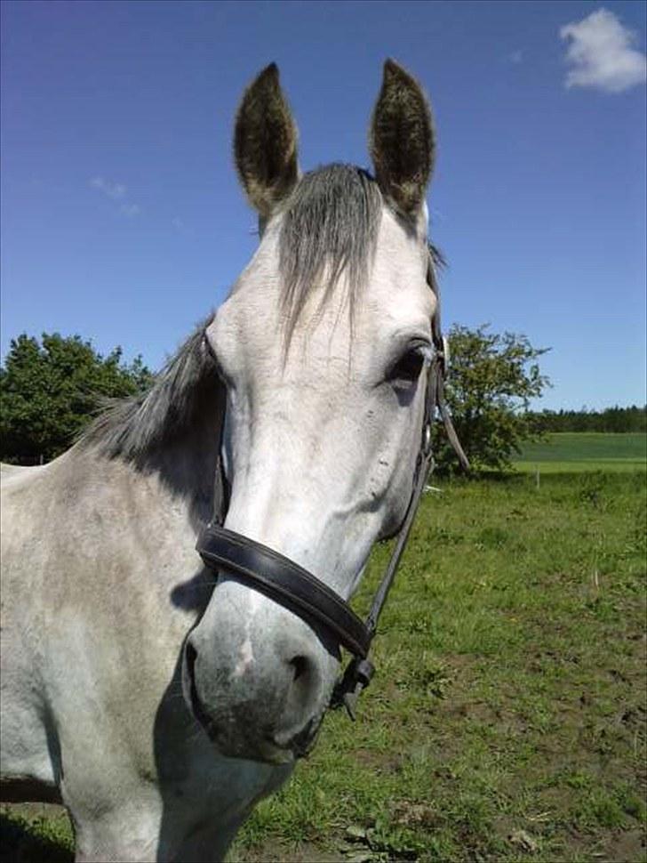 Anden særlig race El Gizmo - Gizmo på folden 16/6-10 billede 5
