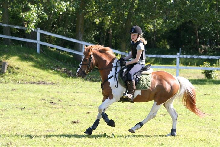 Pinto Elmegaardens sir konrad billede 5