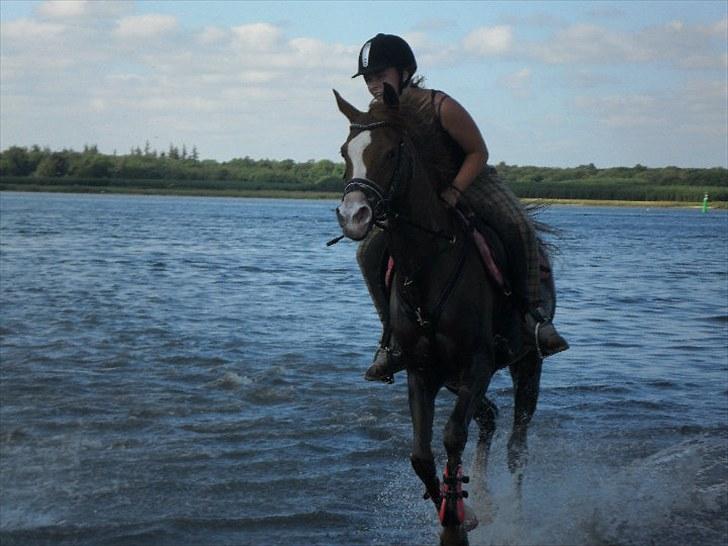 Arabisk fuldblod (OX) • PASHA'S PETITE OX • - 5* - Galop i vandet. billede 5