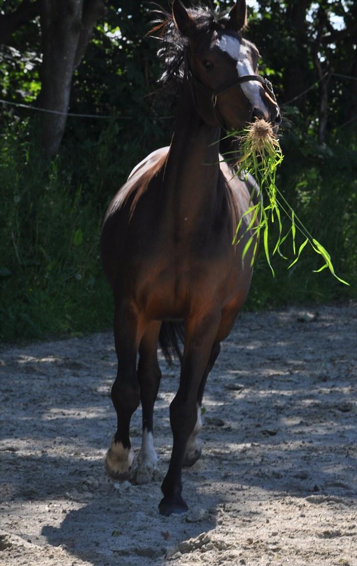 Dansk Varmblod Glamour De Ladoga - Bølle tøsen :O) billede 16