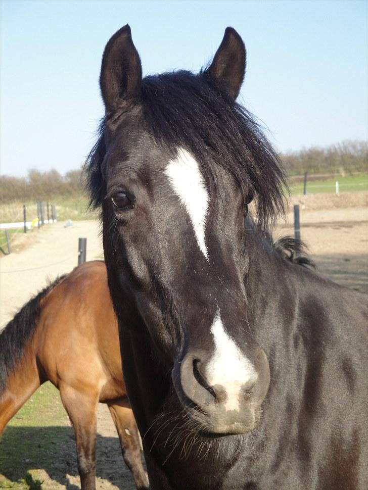 Welsh Cob (sec D) Solvanggårds Diadem SOLGT - taget d. 24.04.2010 på rideskolen hvor Dia står ;) billede 1