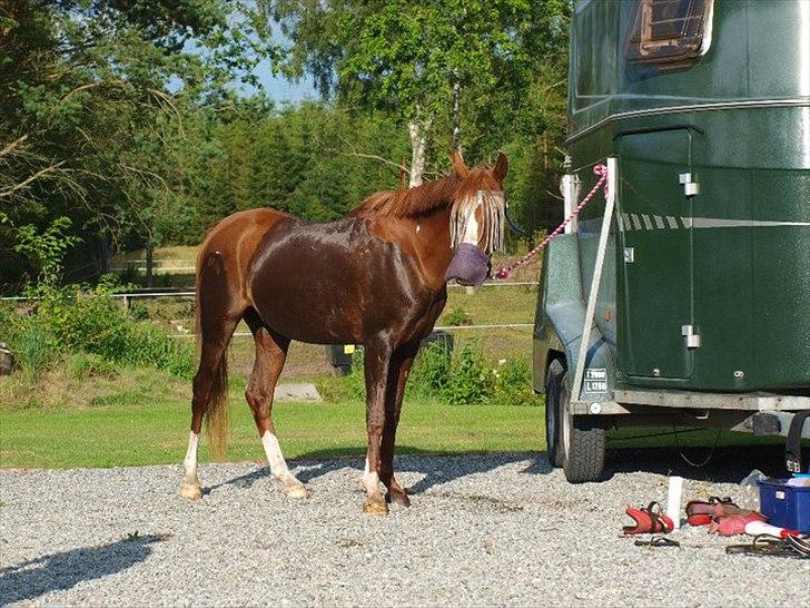 Arabisk fuldblod (OX) • PASHA'S PETITE OX • - 3* - På ridelejr hvor hun står ved traileren og er ved at blive gjort klart til en ridetur. billede 3