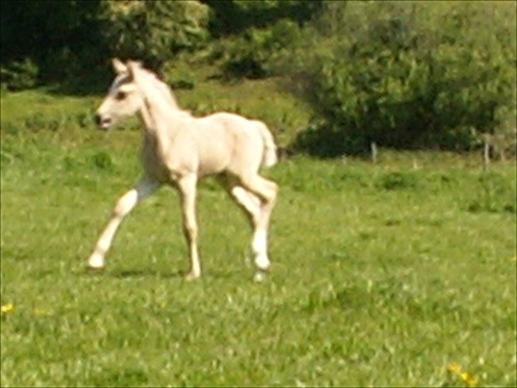 Welsh Partbred (Sec F) Stillebækkens Daimi - Skønt føl en skøn sommerdag billede 1