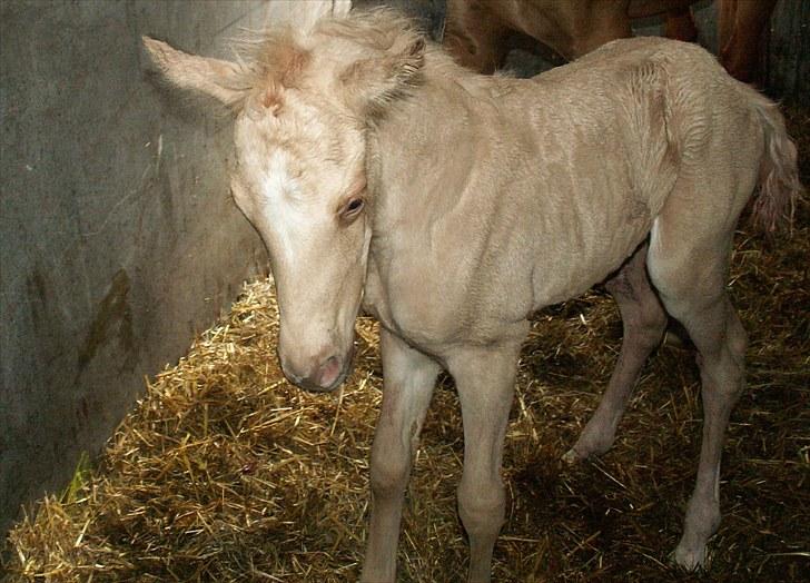 Welsh Partbred (Sec F) Stillebækkens Daimi - 4 timer gammel i boksen billede 2