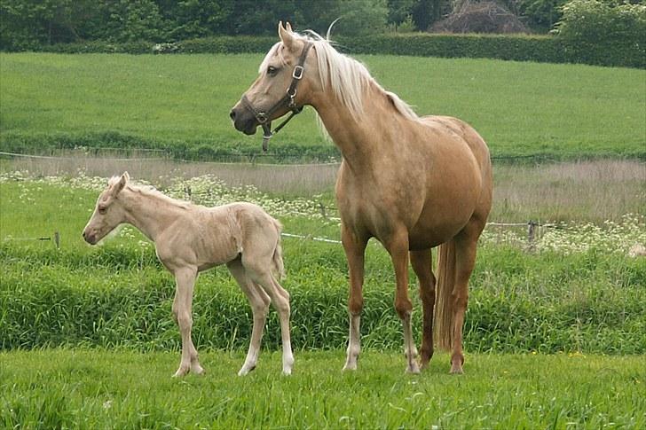 Welsh Partbred (Sec F) Stillebækkens Daimi - 1½ dag gammel på fold  billede 3