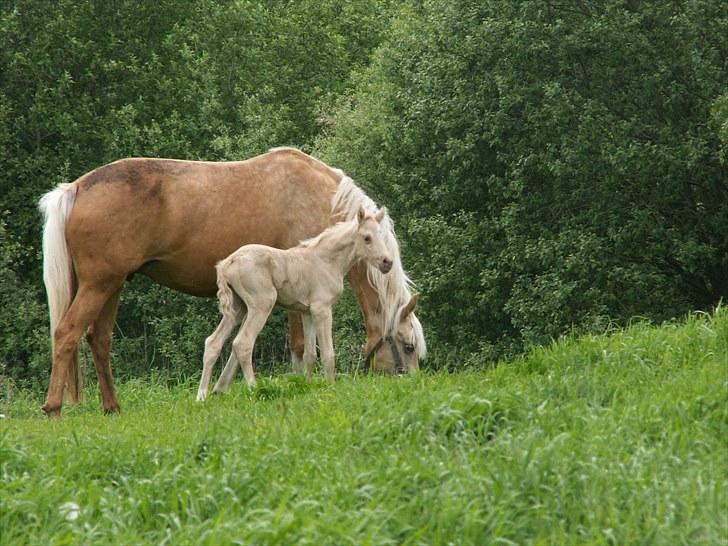 Welsh Partbred (Sec F) Stillebækkens Daimi - hun er fint lille ved siden af mor billede 4
