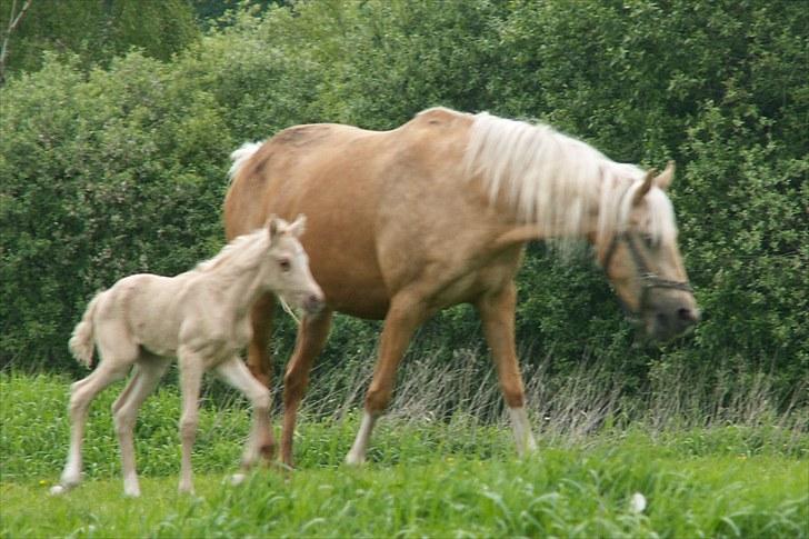 Welsh Partbred (Sec F) Stillebækkens Daimi - kliner noget op ad mor billede 5