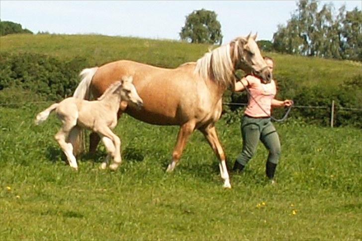 Welsh Partbred (Sec F) Stillebækkens Daimi - fuld fart forbi billede 6