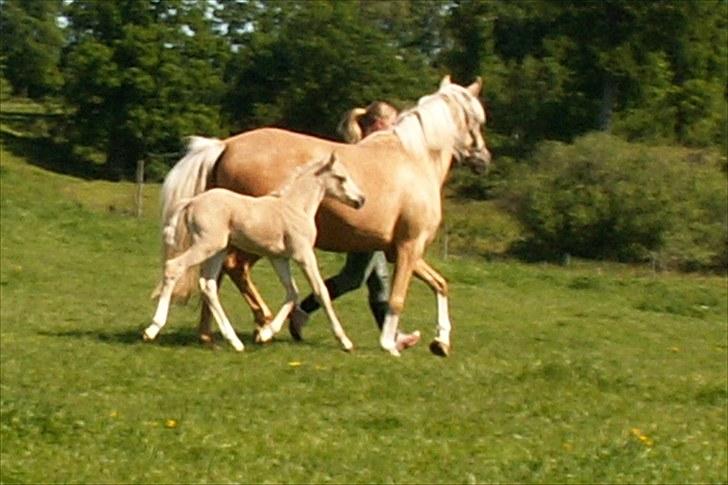 Welsh Partbred (Sec F) Stillebækkens Daimi - trave kan vi  billede 7