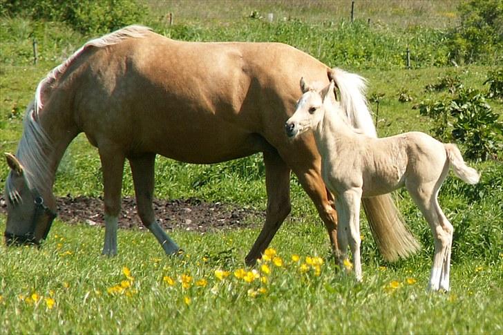Welsh Partbred (Sec F) Stillebækkens Daimi - dejligt solskin billede 8