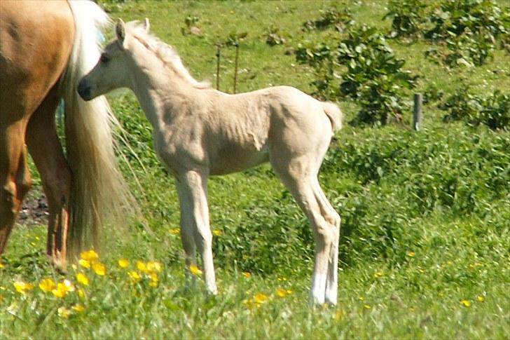 Welsh Partbred (Sec F) Stillebækkens Daimi - hun har det hele smukt hoved, fin hals, markeret manke god r.. gode vinkler lange ben billede 9