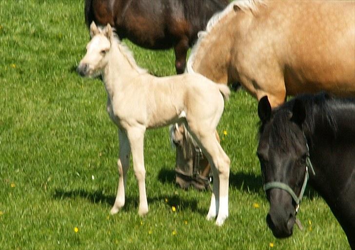 Welsh Partbred (Sec F) Stillebækkens Daimi - Daimi i flokken billede 10
