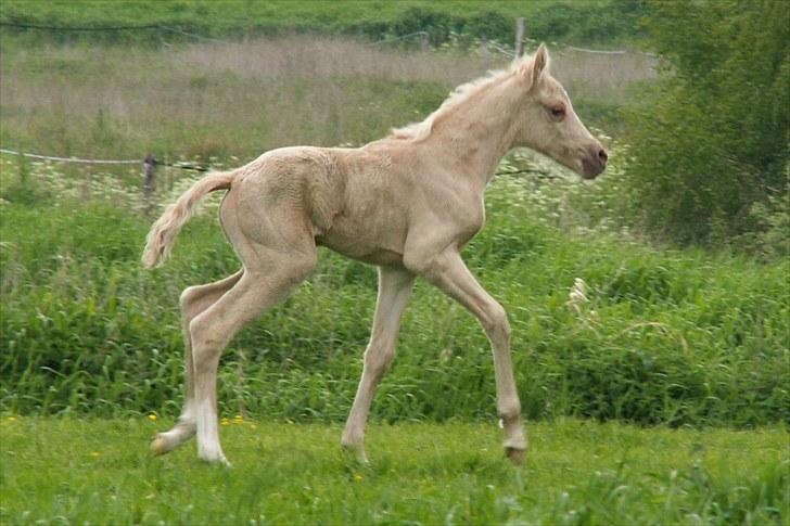 Welsh Partbred (Sec F) Stillebækkens Daimi - 1½ dag og ikke foldet helt ud billede 11
