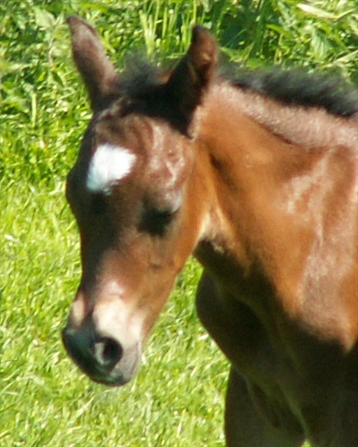 Welsh Partbred (Sec F) Stillebækkens Wizard - Wizards kønne hoved billede 1