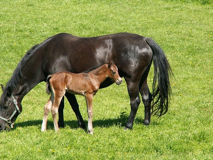 Welsh Partbred (Sec F) Stillebækkens Wizard - en lille tår billede 2