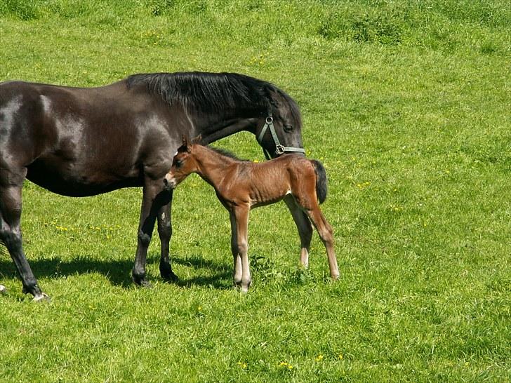 Welsh Partbred (Sec F) Stillebækkens Wizard - du er nu cute billede 3