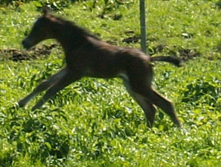 Welsh Partbred (Sec F) Stillebækkens Wizard - fuld firspring billede 4