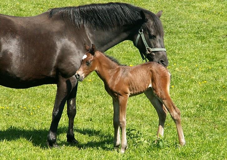 Welsh Partbred (Sec F) Stillebækkens Wizard - nusse nusse billede 5