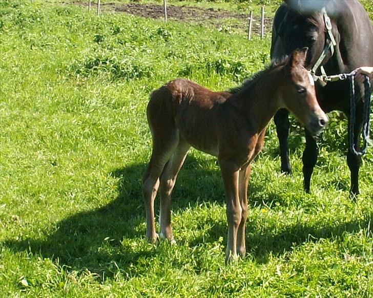 Welsh Partbred (Sec F) Stillebækkens Wizard - mangler at foldes ud billede 6