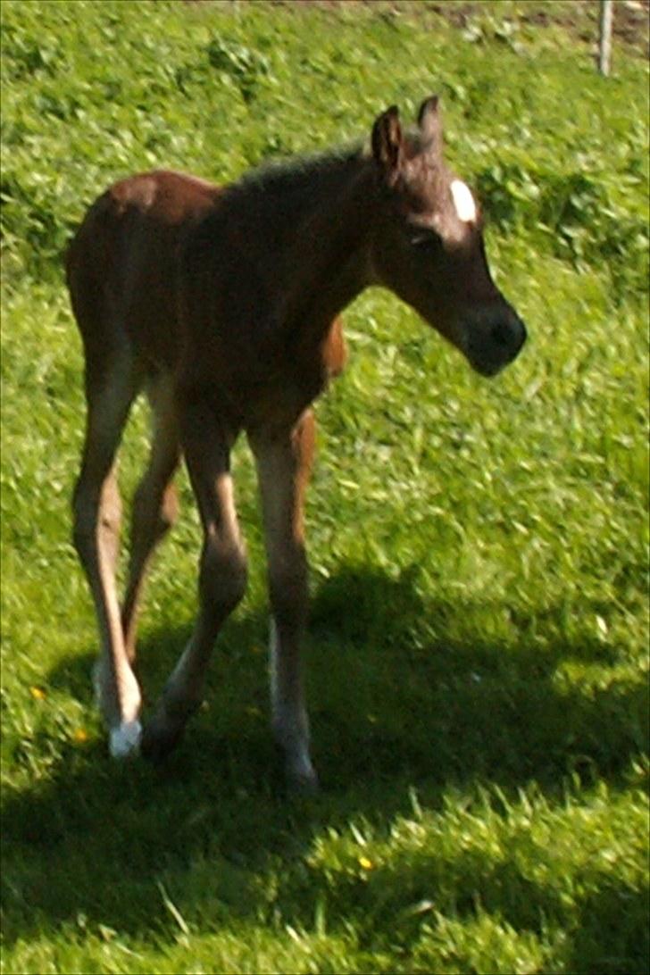 Welsh Partbred (Sec F) Stillebækkens Wizard - på egne ben billede 7